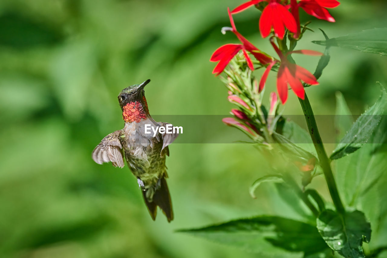 animal themes, animal, flower, animal wildlife, hummingbird, bird, plant, nature, wildlife, beauty in nature, one animal, flowering plant, flying, no people, macro photography, green, red, plant part, outdoors, leaf, insect, mid-air, close-up, environment, animal wing, wildflower, focus on foreground, petal