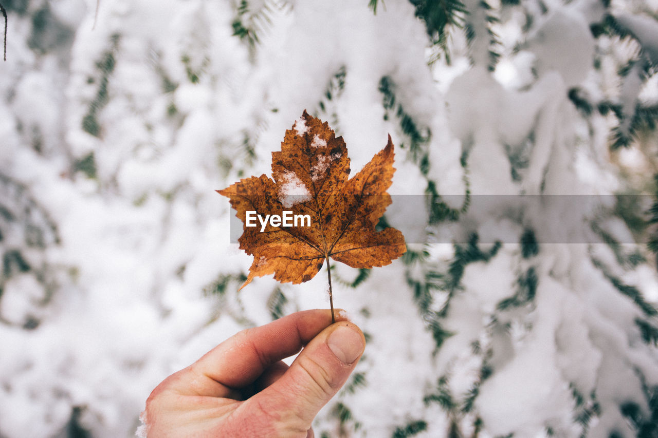 Close-up of hand holding maple leaf against snow covered trees