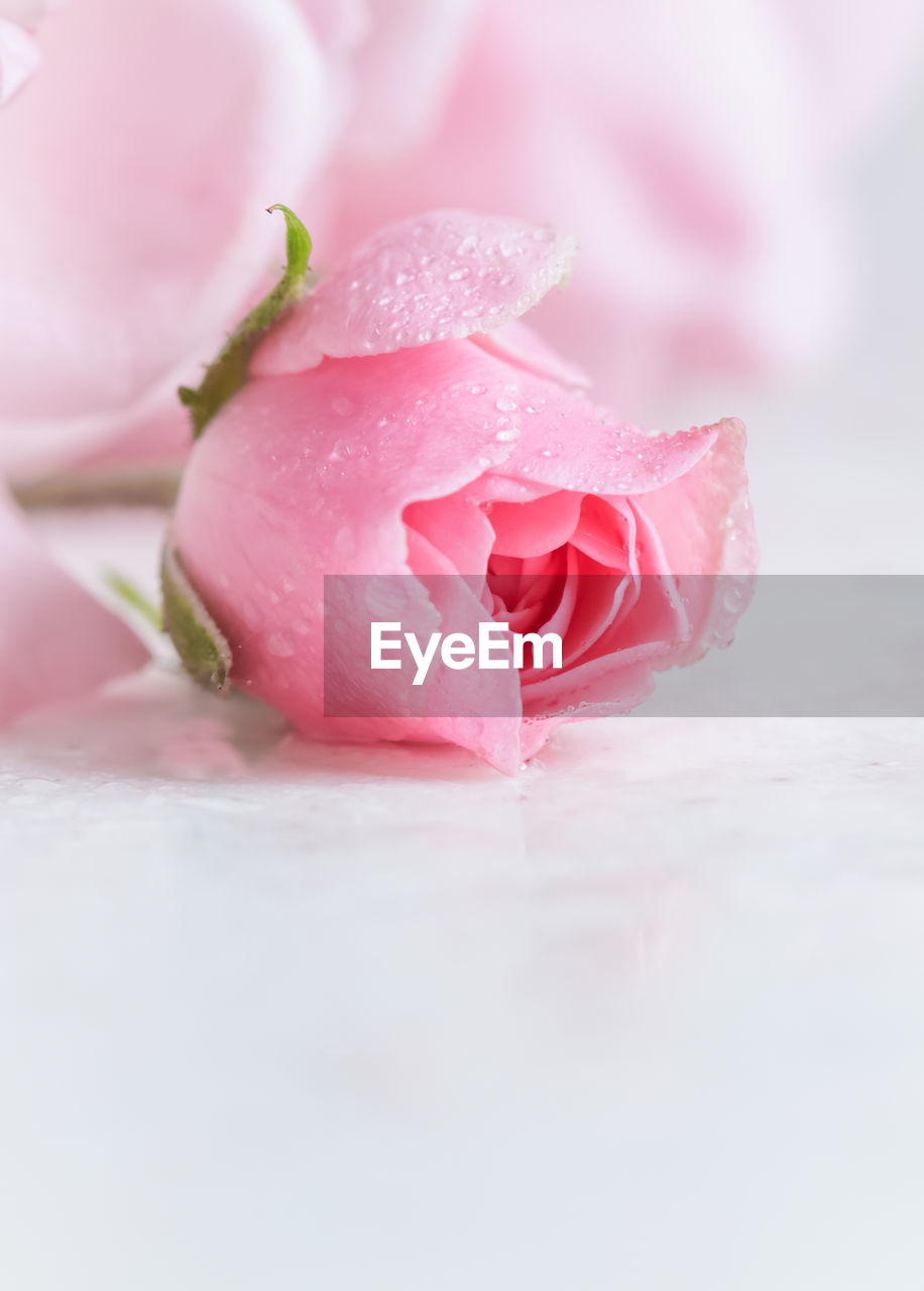 close-up of food on white background