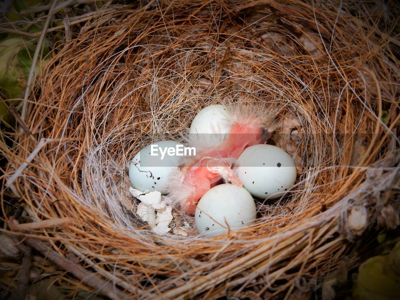 Directly above view of chick and eggs in nest