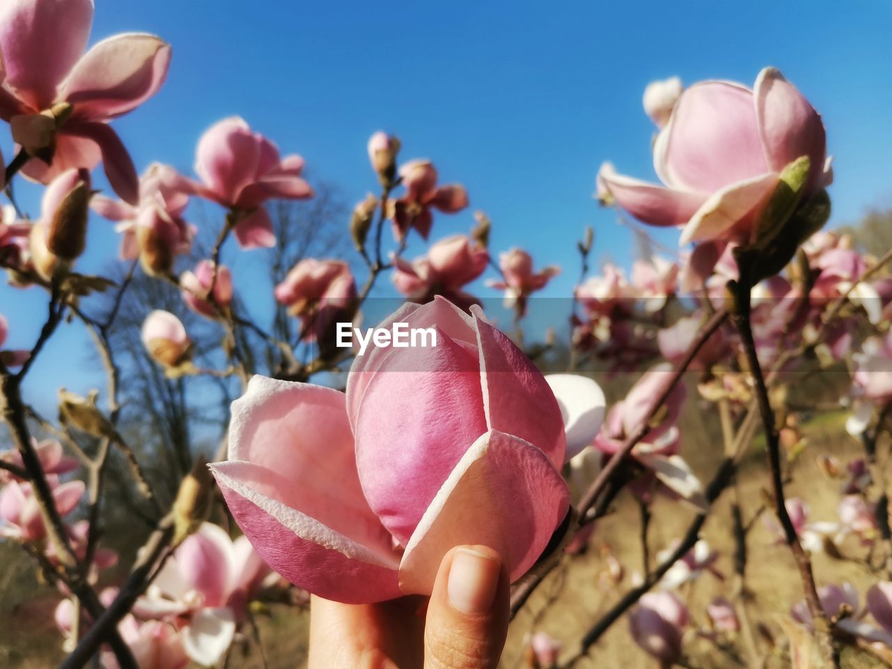 plant, flower, flowering plant, pink, blossom, freshness, beauty in nature, magnolia, nature, fragility, growth, close-up, spring, petal, tree, springtime, focus on foreground, day, inflorescence, flower head, sky, no people, bud, branch, outdoors, rose, clear sky, sunlight, agriculture
