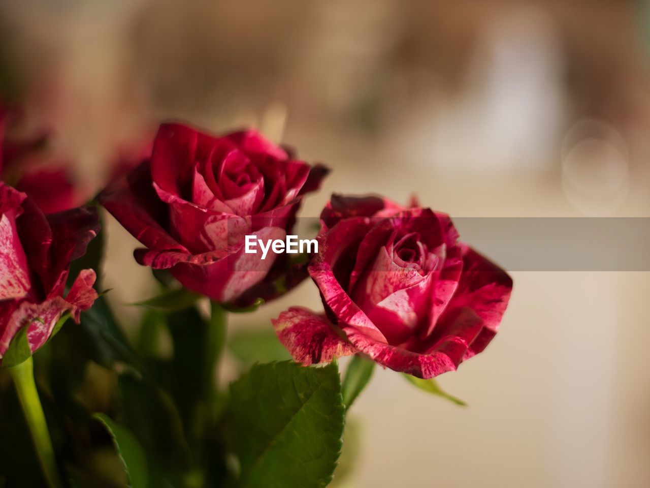 CLOSE-UP OF PINK ROSE ROSES