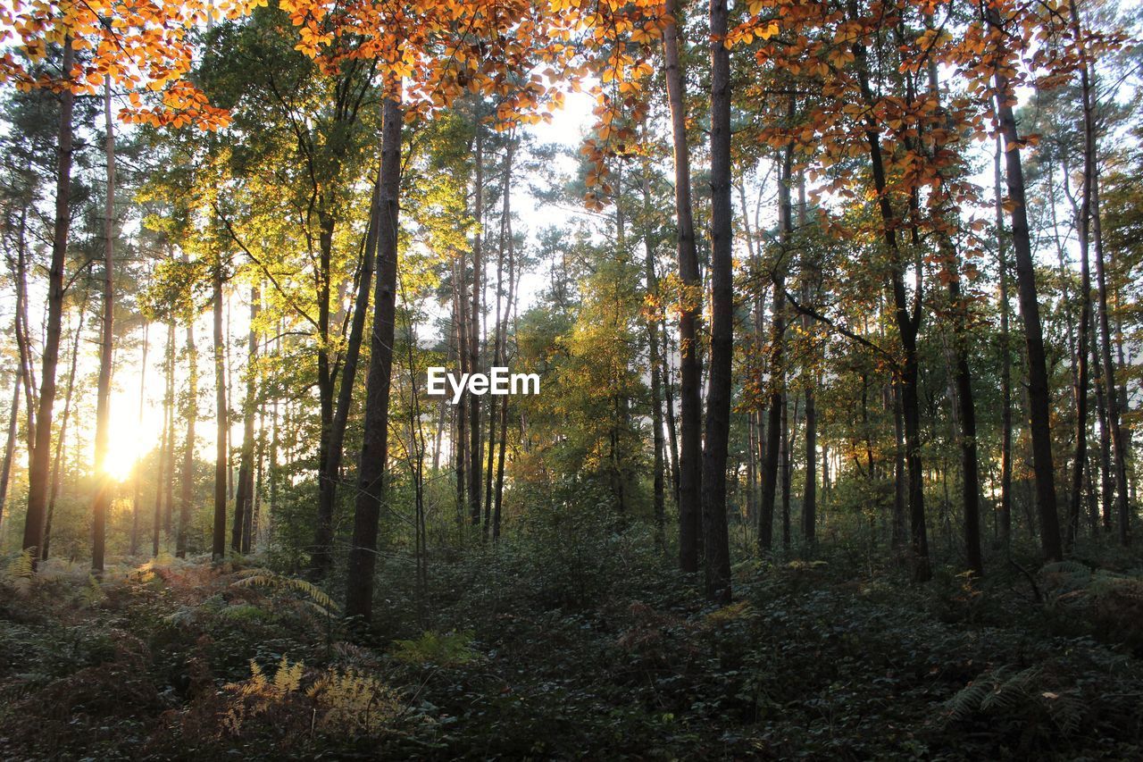 Low angle view of trees in forest during autumn