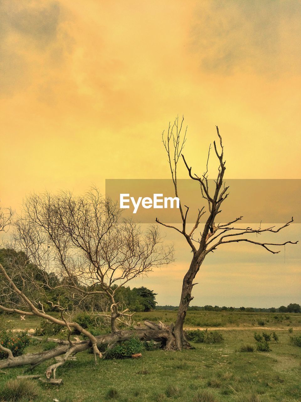 Bare tree on field against sky during sunset