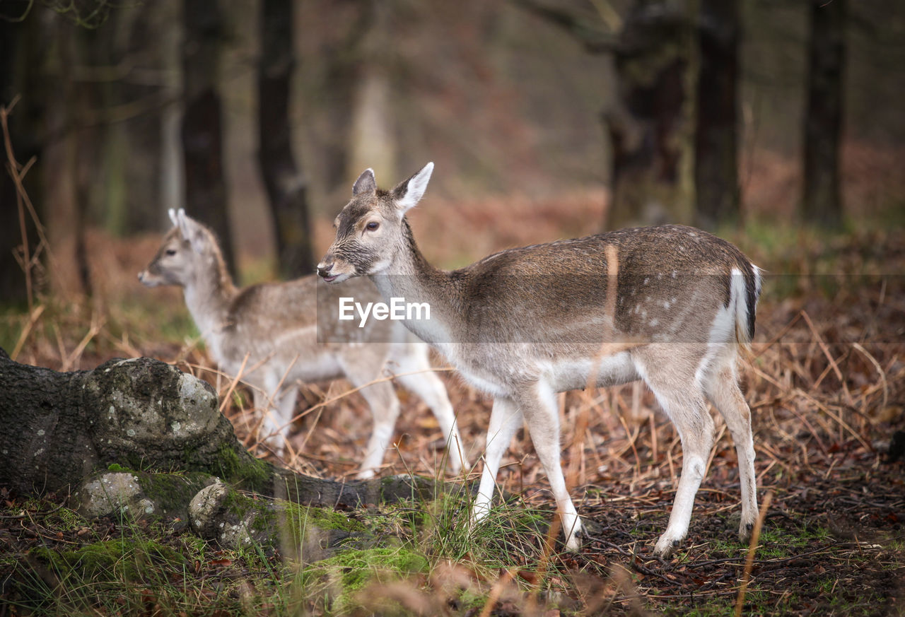 Side view of deer standing on field