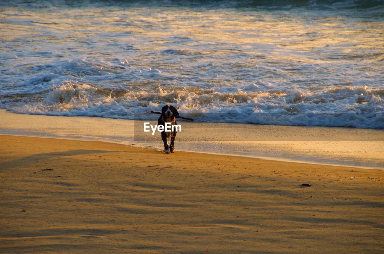 Front view of dog running on beach with stick in mouth