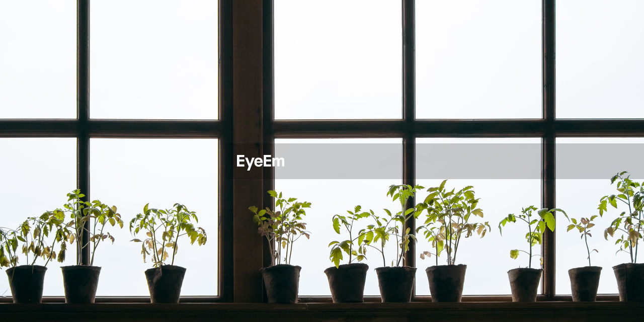 POTTED PLANT ON WINDOW SILL AGAINST SKY