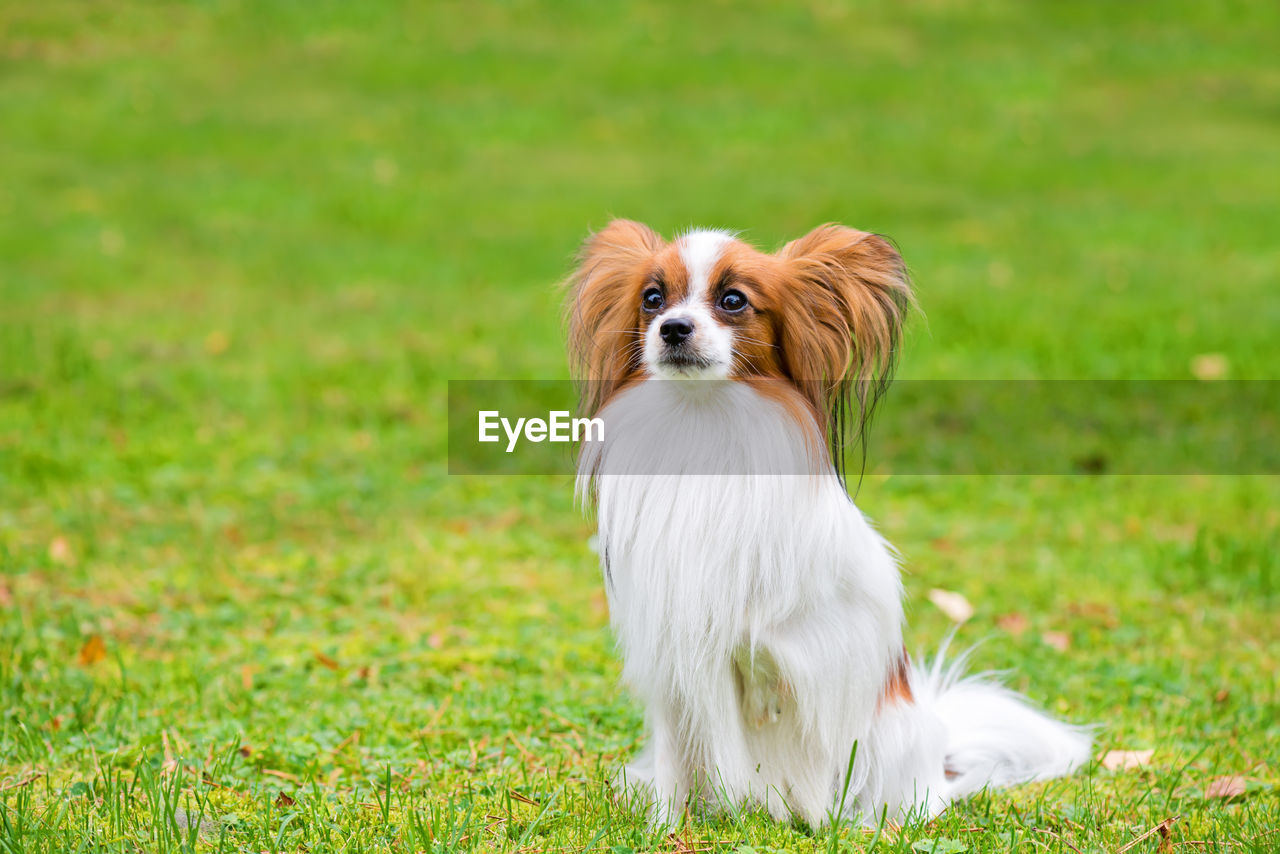 Portrait of a dog on field