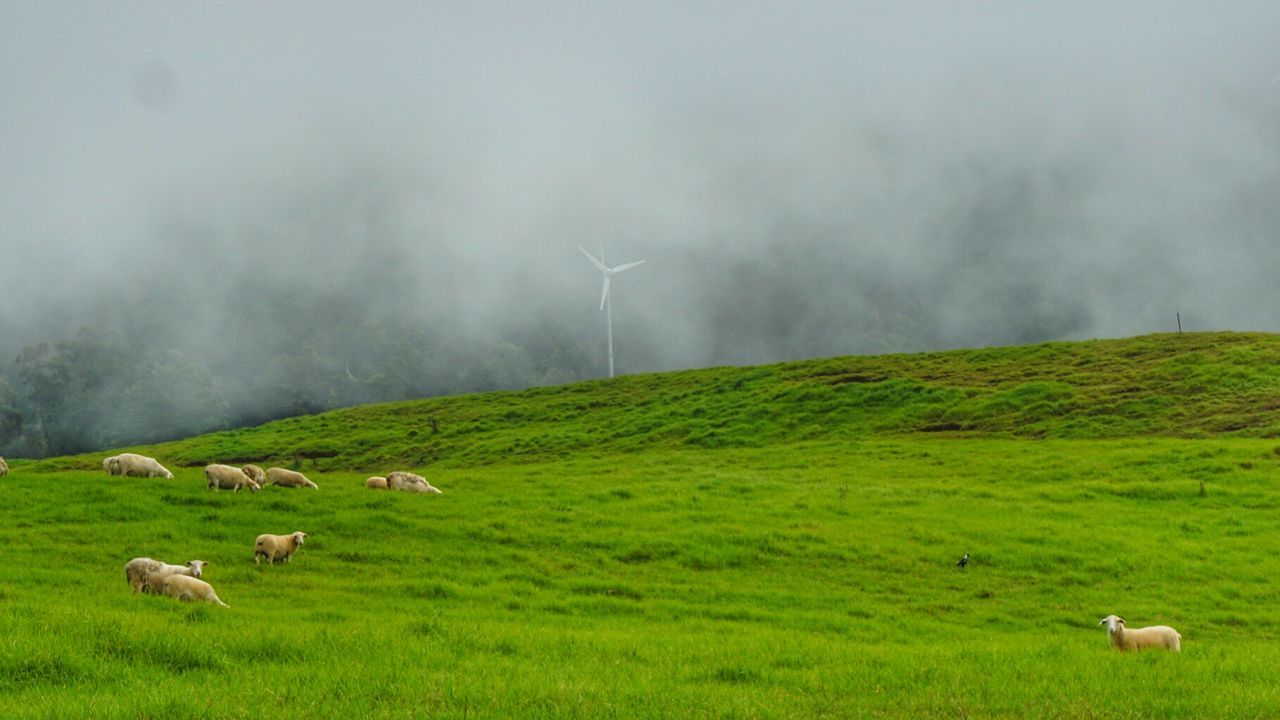 Sheep grazing on grassy field with wind turbine in foggy weather