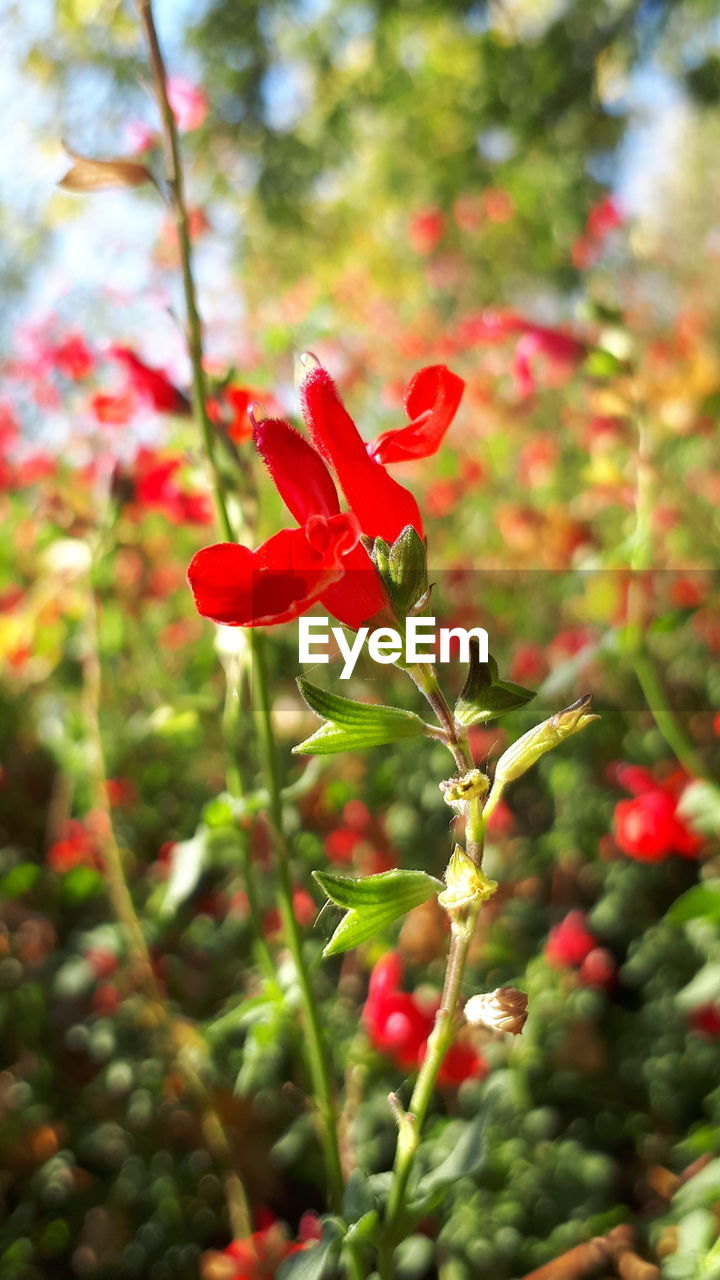 Close-up of red flowering plant