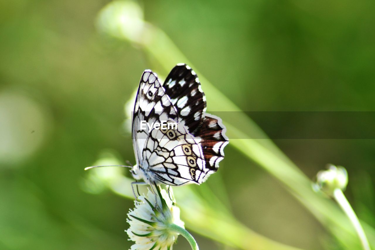 insect, animal themes, animal wildlife, animal, butterfly, animal wing, beauty in nature, moths and butterflies, wildlife, one animal, flower, plant, nature, close-up, fragility, macro photography, animal body part, macro, flowering plant, green, focus on foreground, monarch butterfly, freshness, no people, perching, summer, environment, plant part, feeding, light, magnification, outdoors, bright, tranquility, leaf, light effect, eating, full length, awe, resting, environmental conservation, animal behavior, food, selective focus, side view, conformity, relaxation, folded, social issues, day, springtime, curiosity, extreme close-up