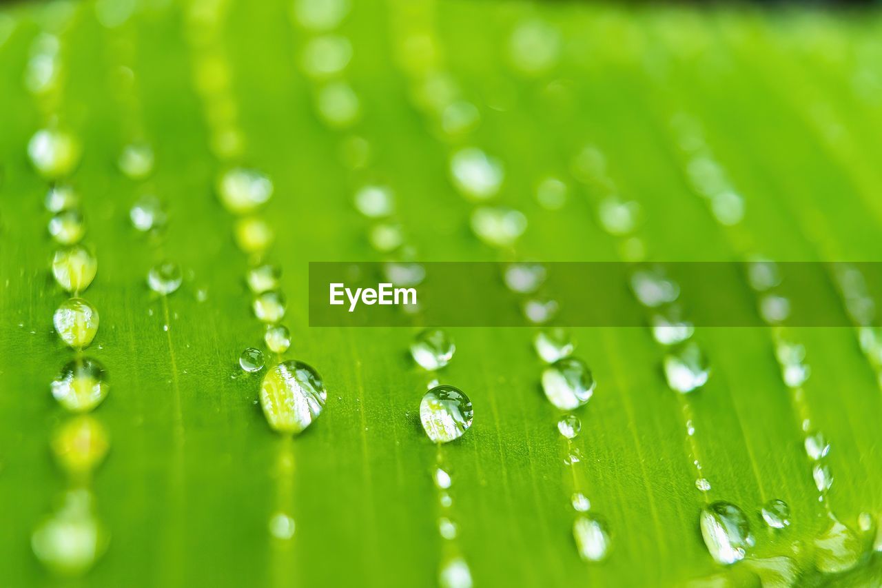 green, dew, moisture, drop, grass, water, close-up, leaf, macro photography, wet, selective focus, nature, no people, plant, backgrounds, plant part, freshness, beauty in nature, macro, environment, flower, rain, extreme close-up, purity, plant stem, fragility, growth, outdoors, petal, environmental conservation, full frame, blade of grass, pattern