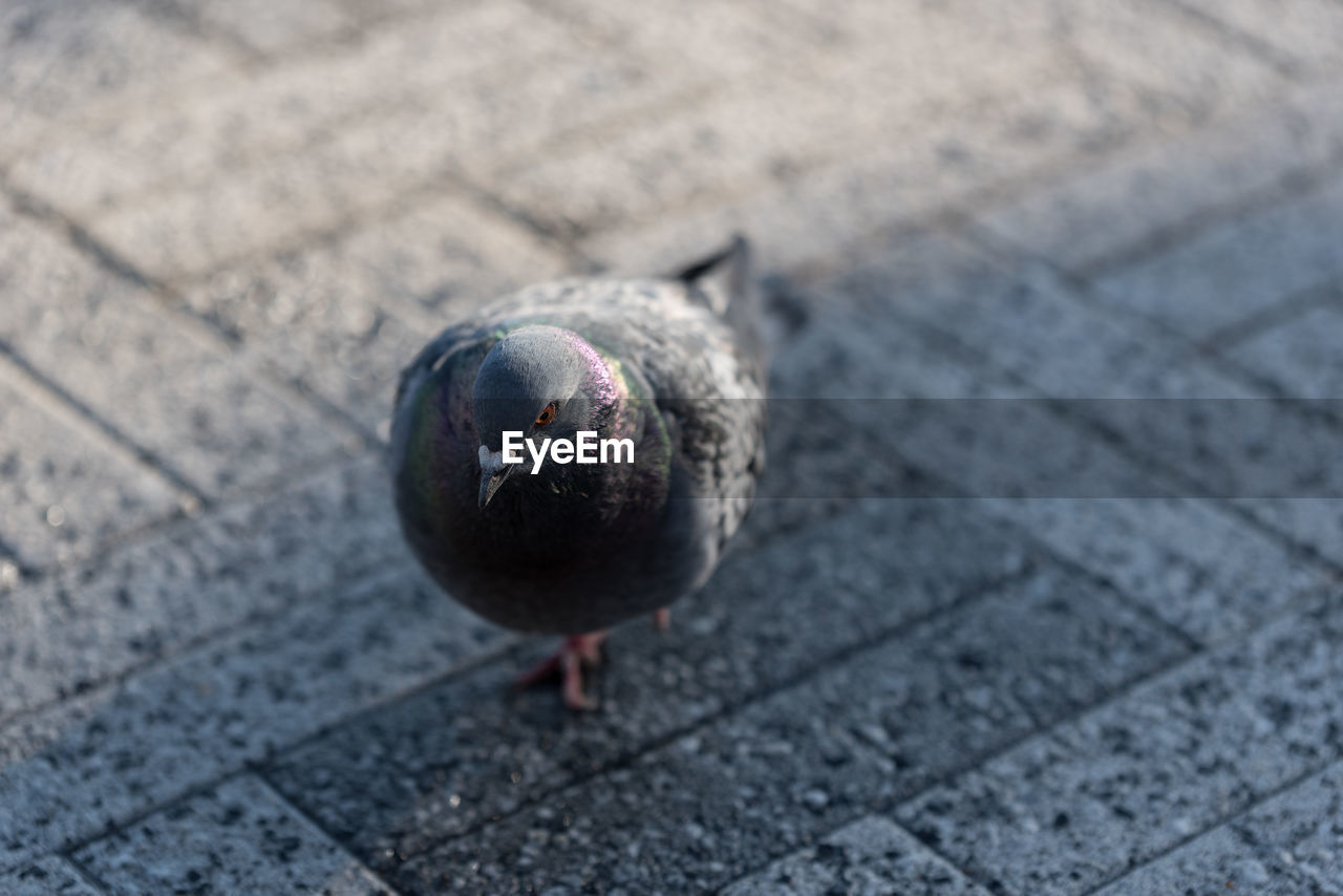 CLOSE-UP OF A BIRD ON FOOTPATH