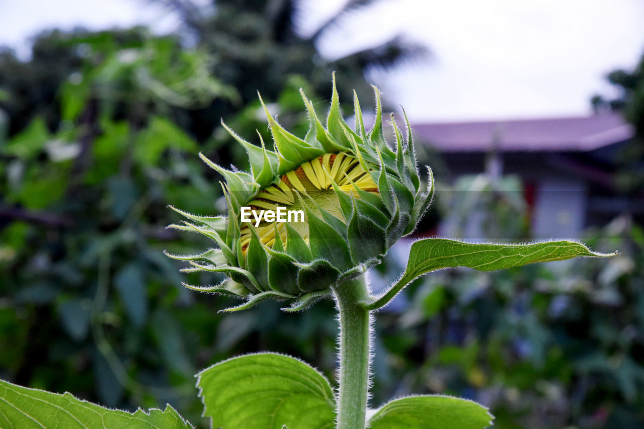 plant, flower, green, growth, nature, plant part, leaf, freshness, beauty in nature, close-up, flowering plant, focus on foreground, no people, thistle, wildflower, macro photography, food, yellow, outdoors, day, garden, food and drink, fragility, vegetable, sunflower, agriculture, environment, artichoke