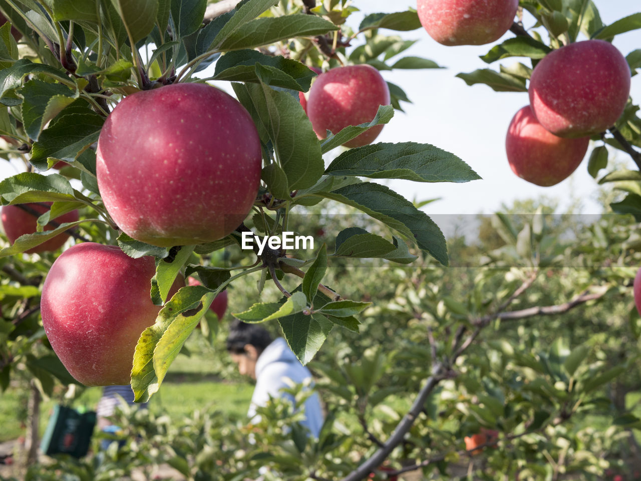 Close-up of apples growing on tree with woman in background at yard