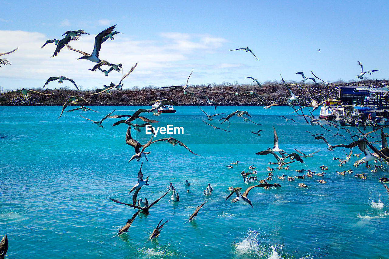 BIRDS IN SEA AGAINST BLUE SKY