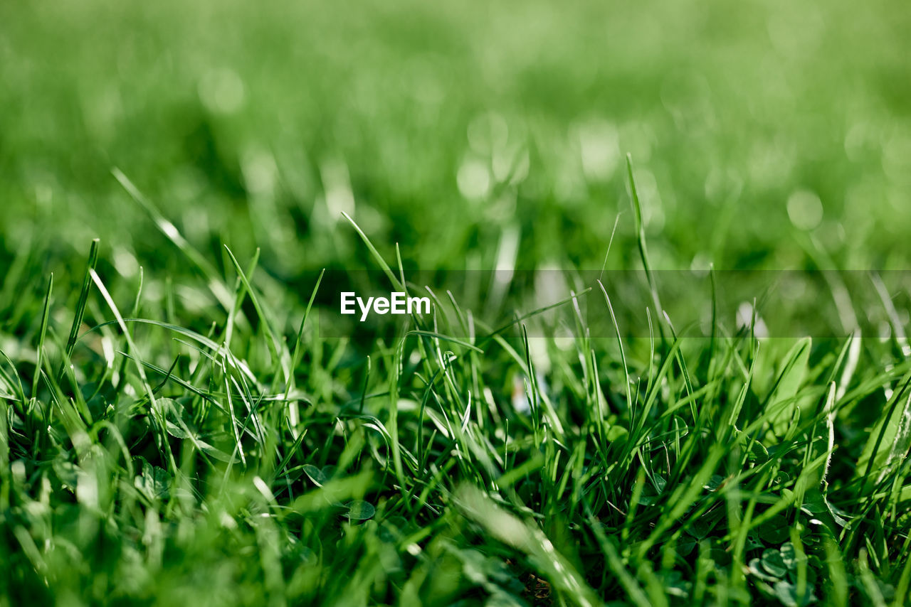 full frame shot of grassy field