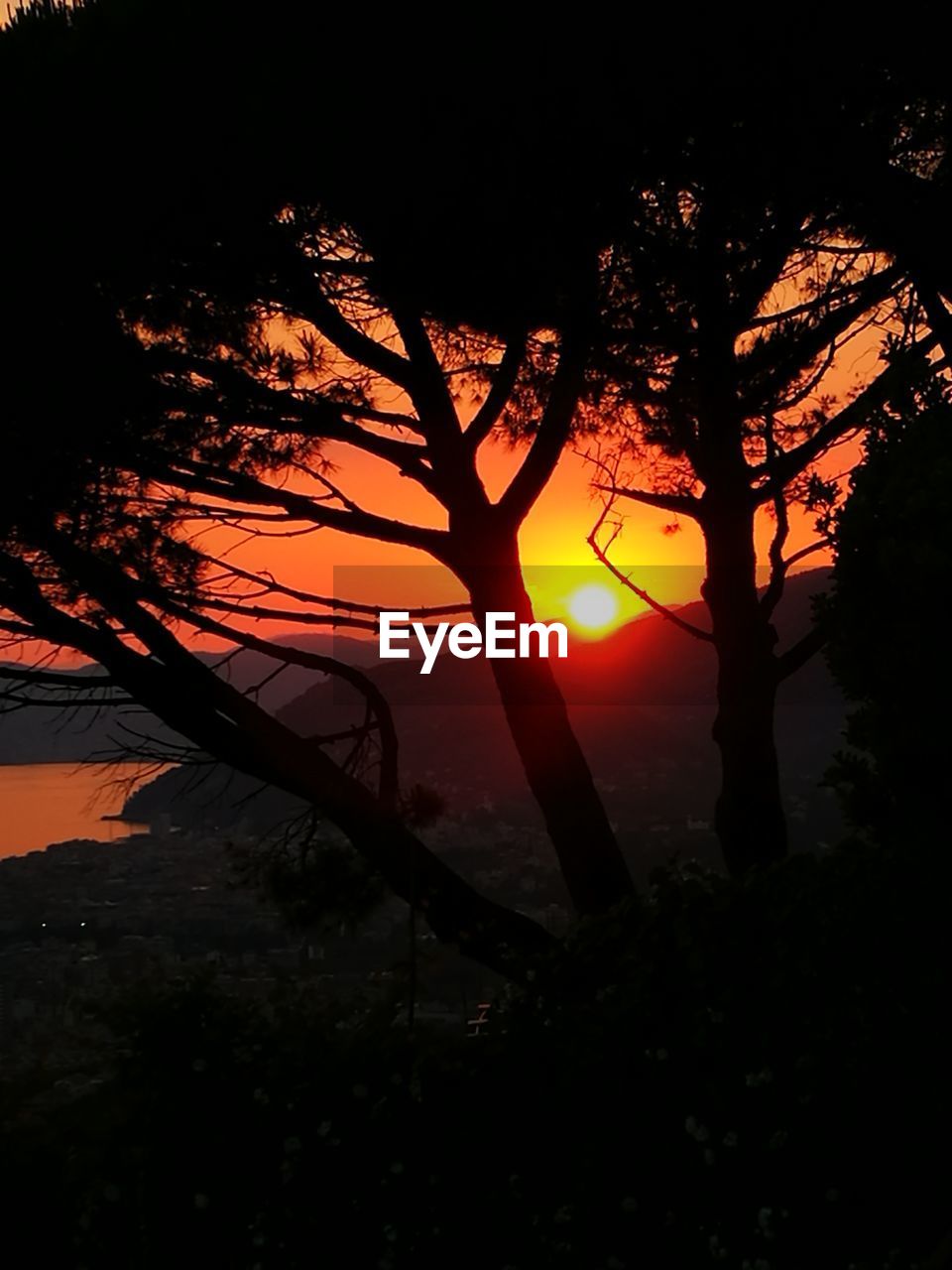 SILHOUETTE TREES DURING SUNSET