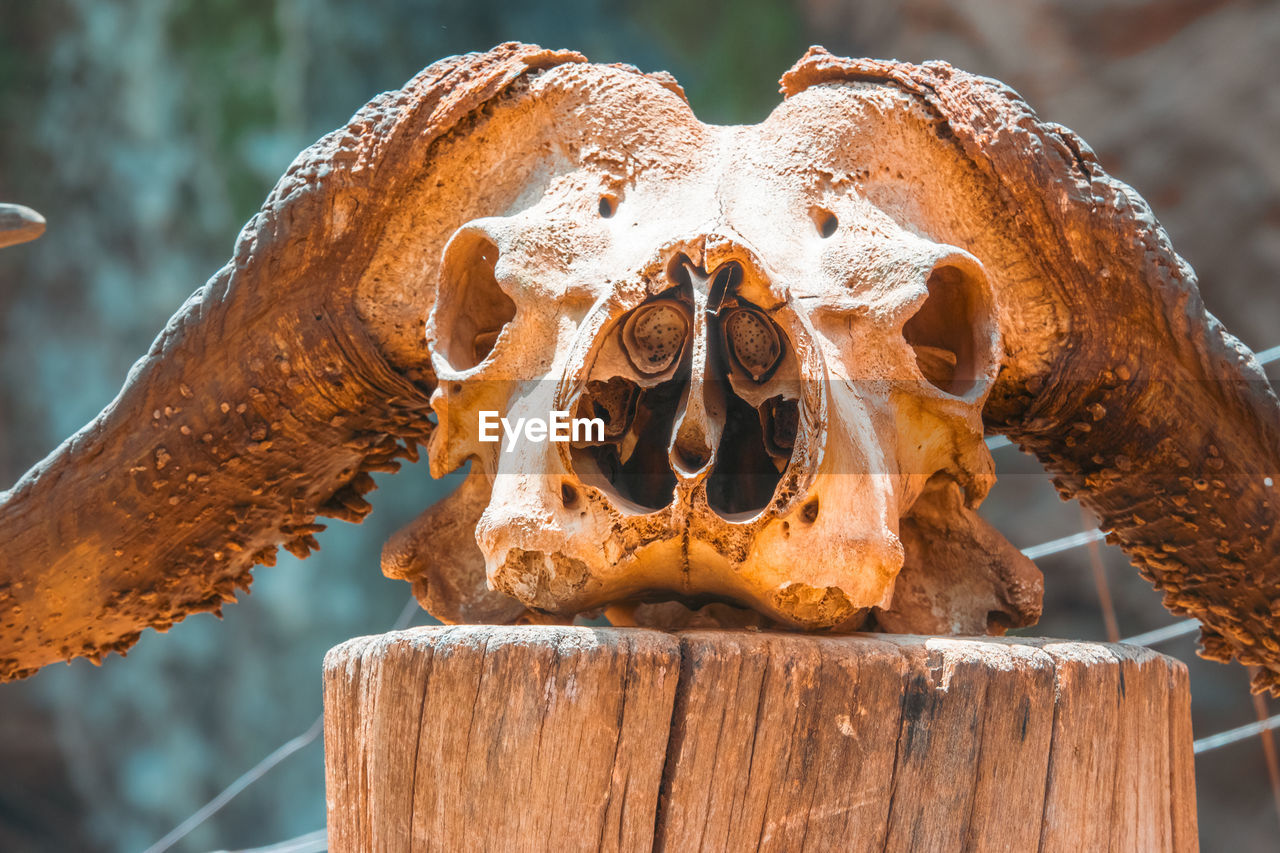 bone, wood, macro photography, death, human skeleton, close-up, animal body part, no people, animal, sculpture, animal themes, art, focus on foreground, nature, animal skull, leaf, outdoors