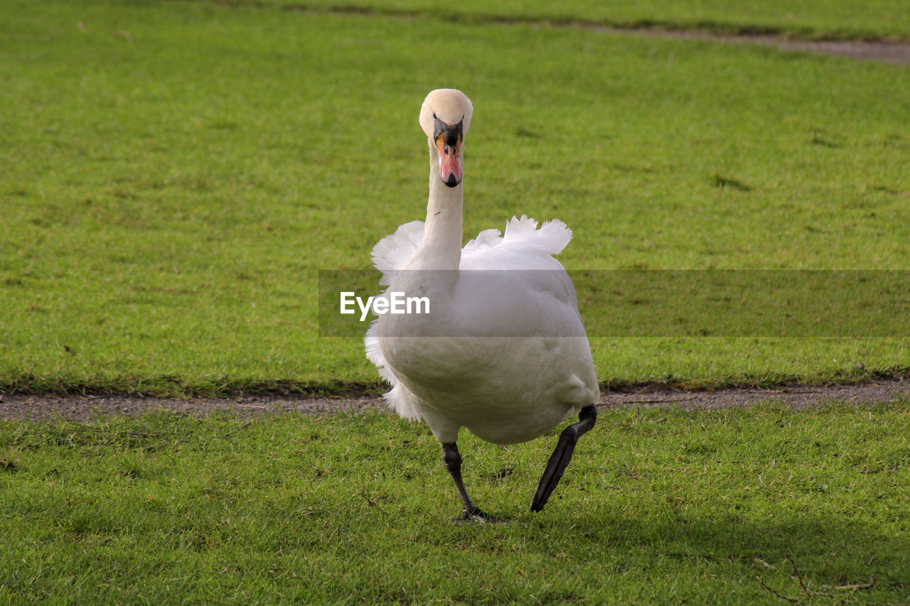 View of mute  swan on field