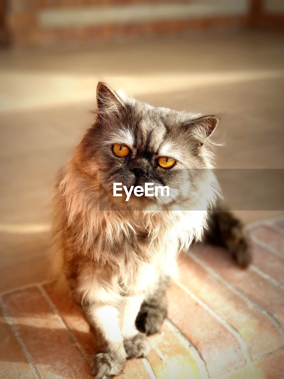 PORTRAIT OF CAT SITTING ON FLOOR AGAINST TILED WALL