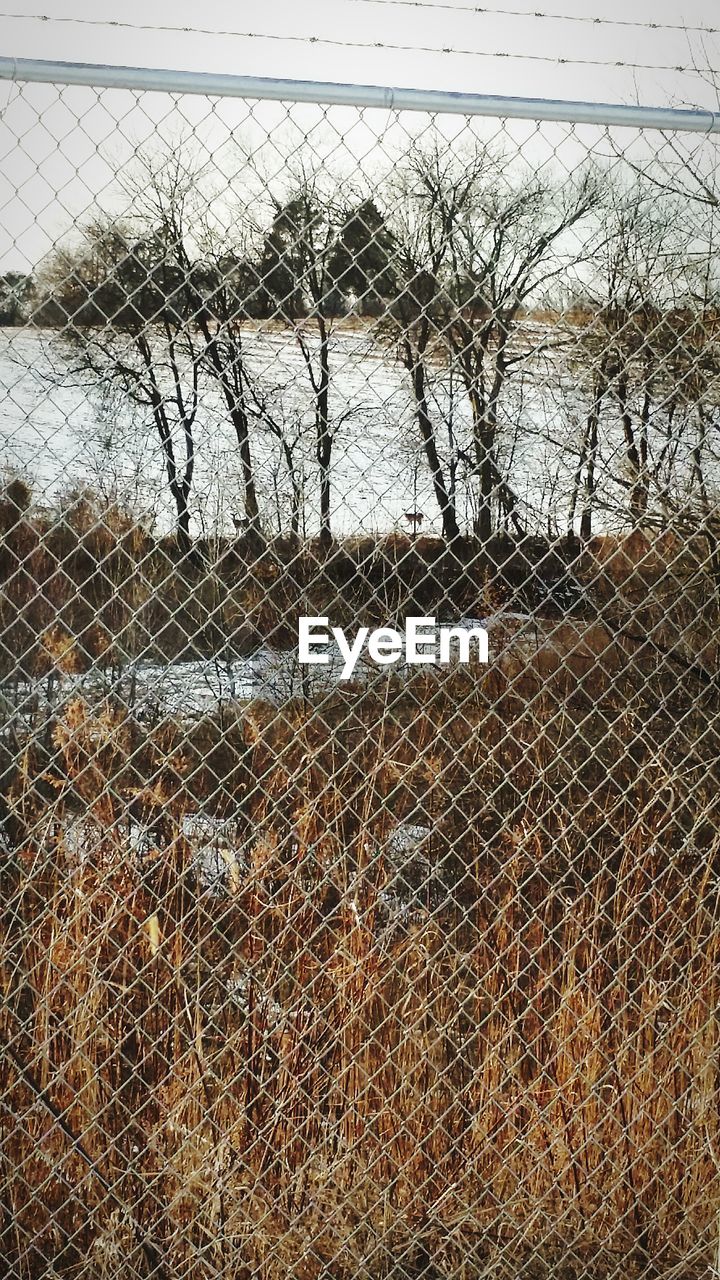 Trees on snow covered field seen through chainlink fence