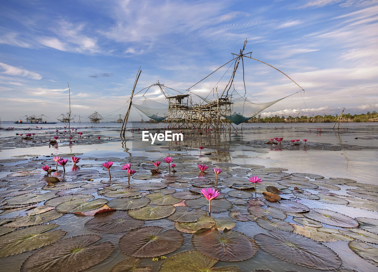 Lotus blooming in lake with fishing nets hanging on built structure in background