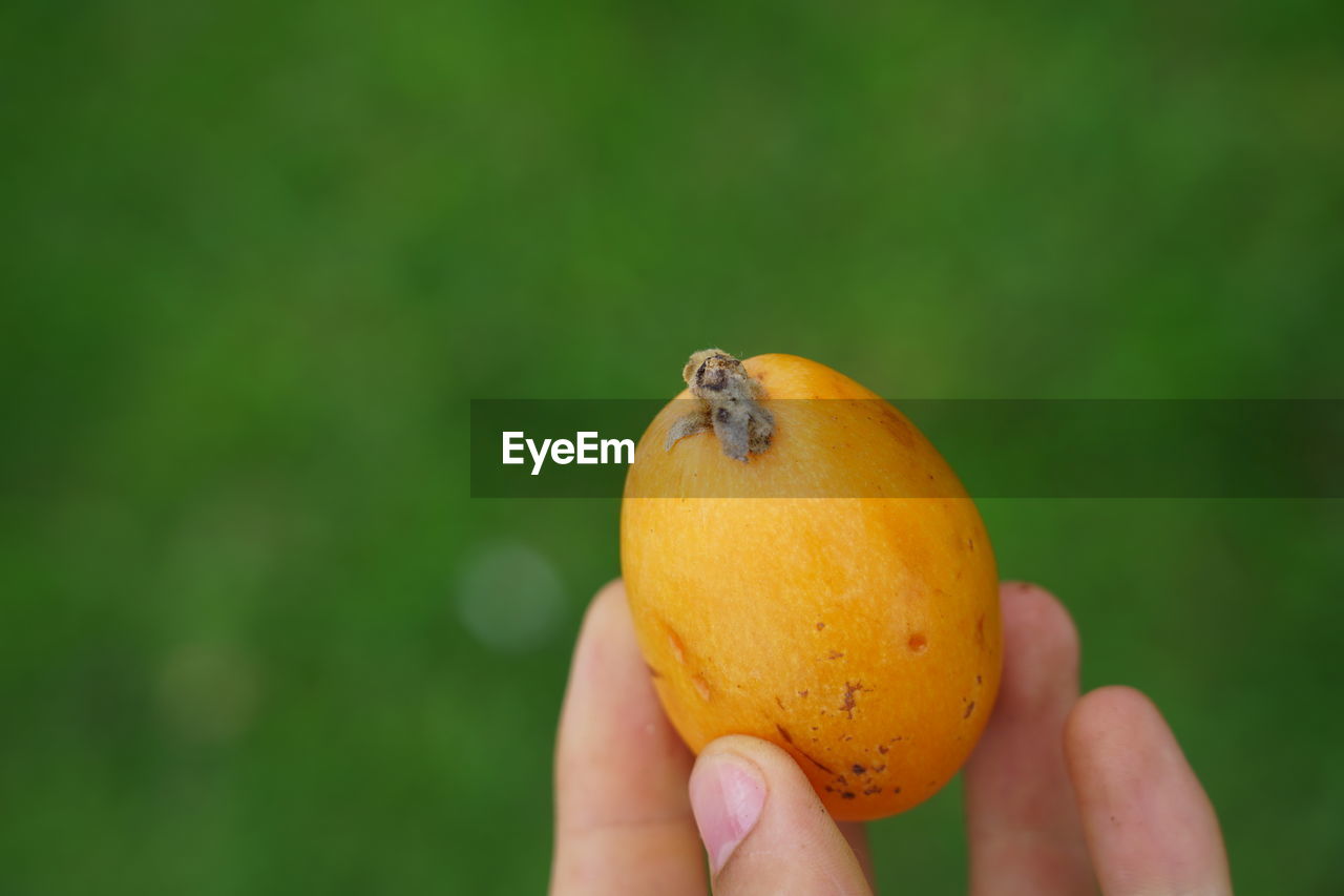 CLOSE-UP OF HAND HOLDING ORANGE