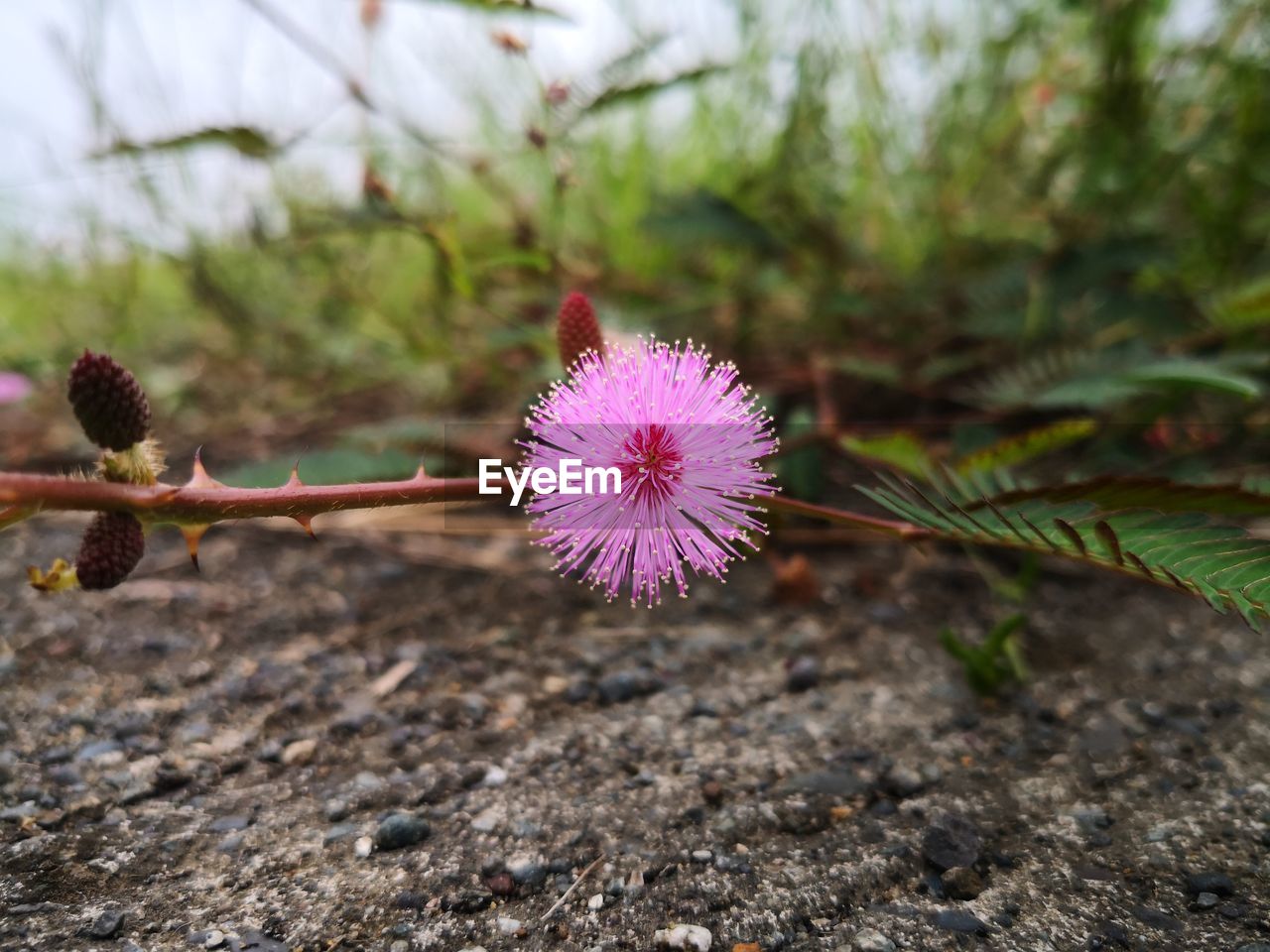 Close-up of pink flower on field