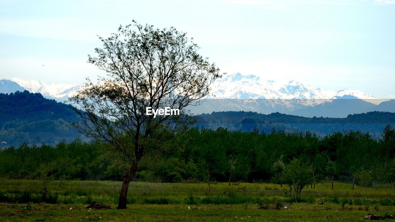 TREES ON FIELD AGAINST MOUNTAINS