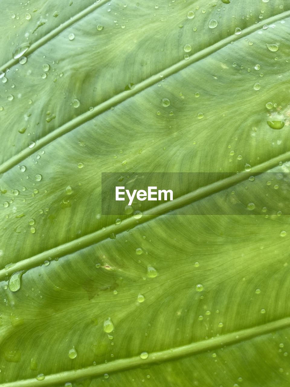 leaf, green, plant part, backgrounds, full frame, close-up, drop, no people, leaf vein, plant, nature, wet, pattern, growth, beauty in nature, freshness, water, plant stem, textured, flower, outdoors, fragility, macro, day, botany, extreme close-up