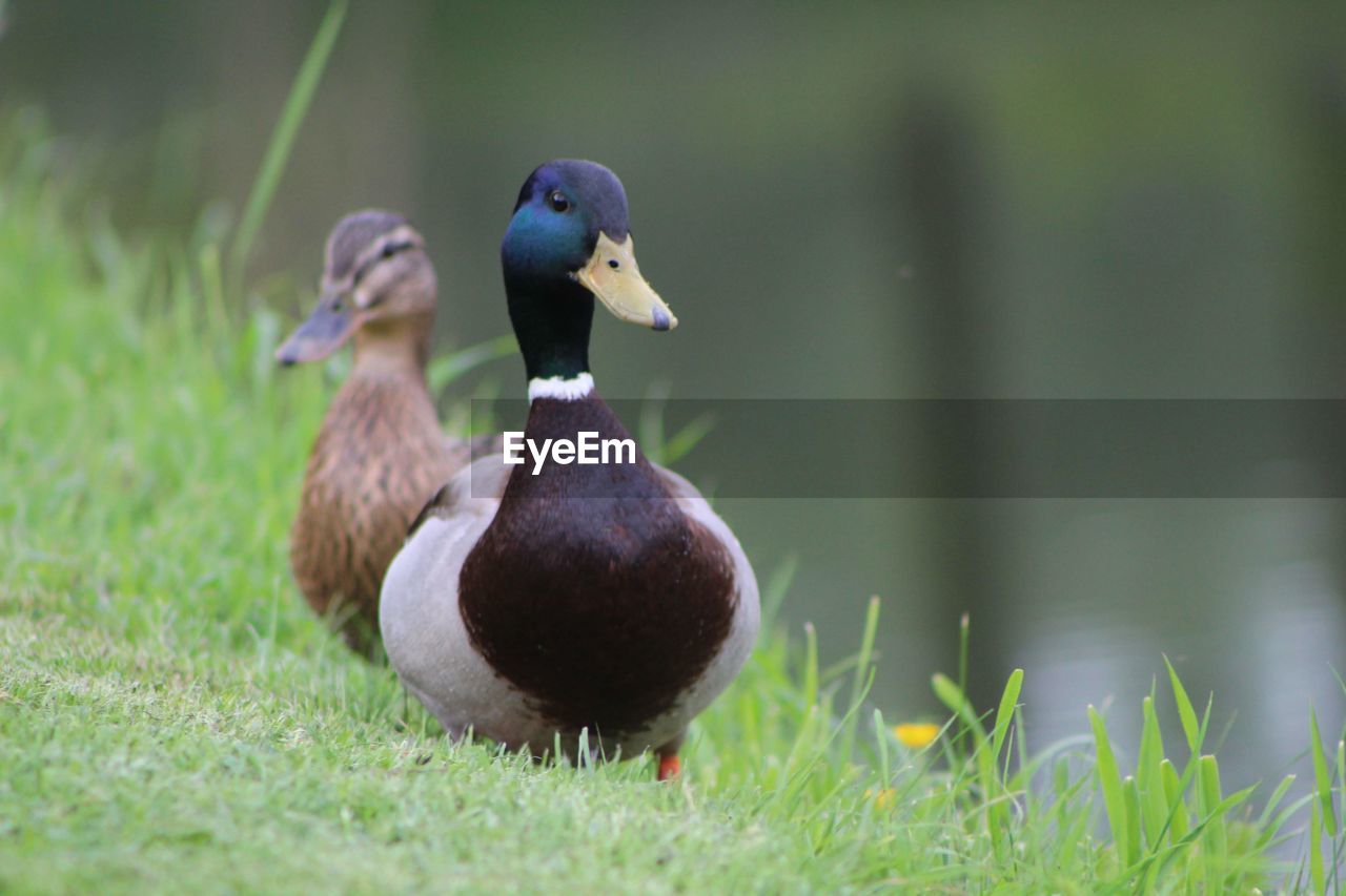 close-up of duck on grassy field