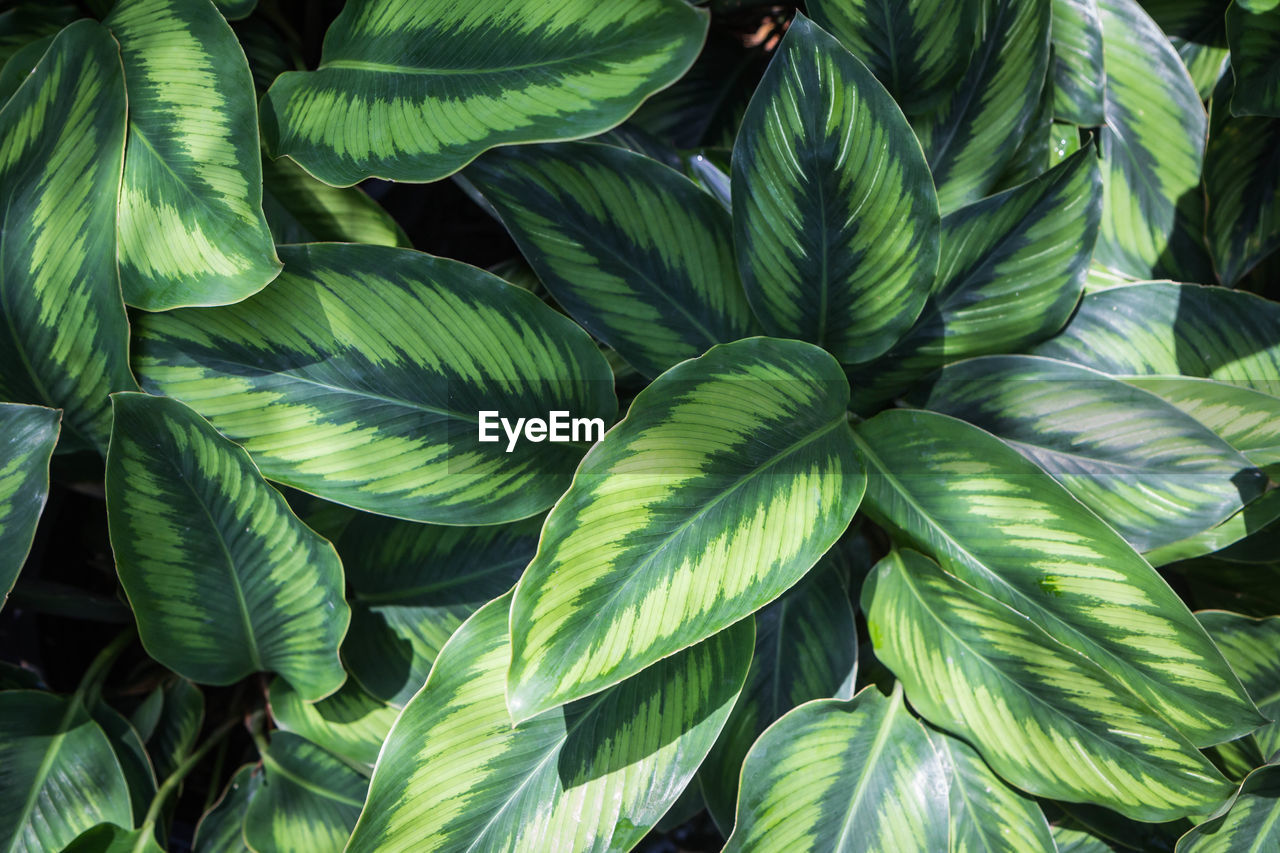 Full frame shot of green leaves