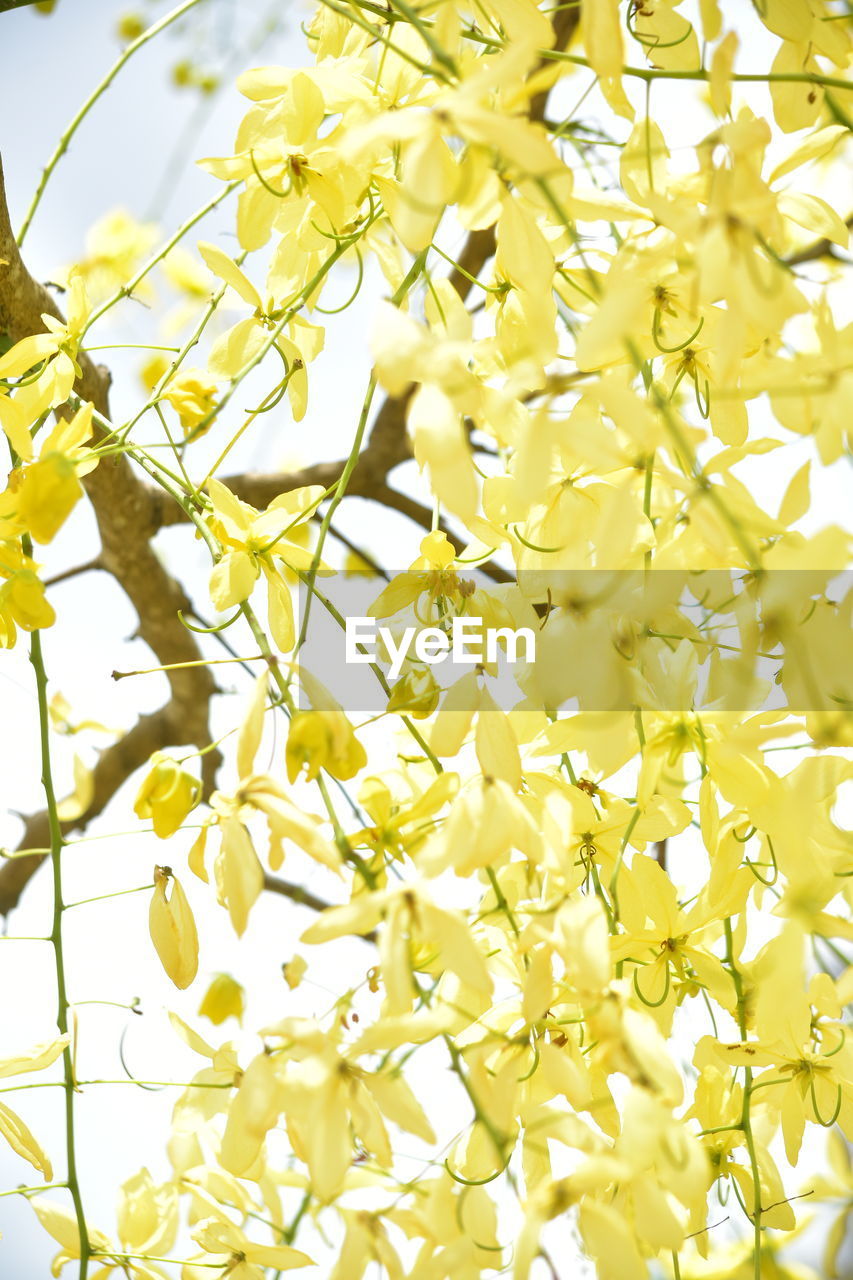 CLOSE-UP OF YELLOW FLOWERING PLANTS