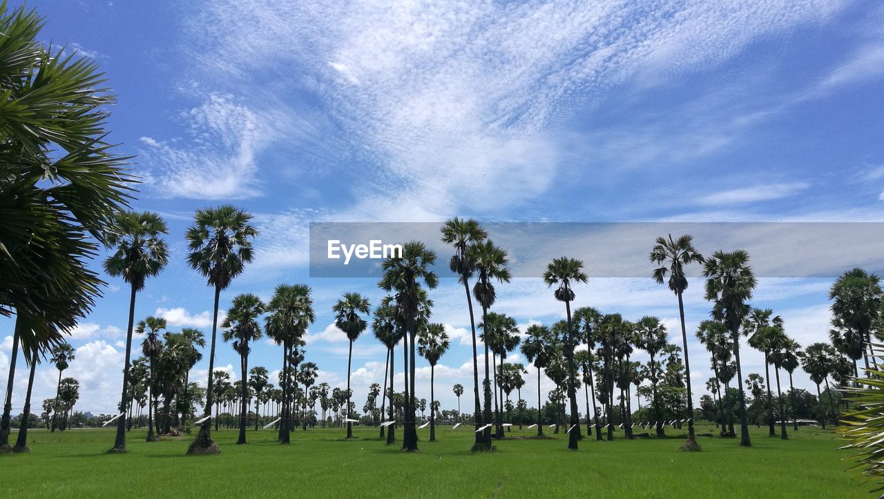 Panoramic view of palm trees on field against sky