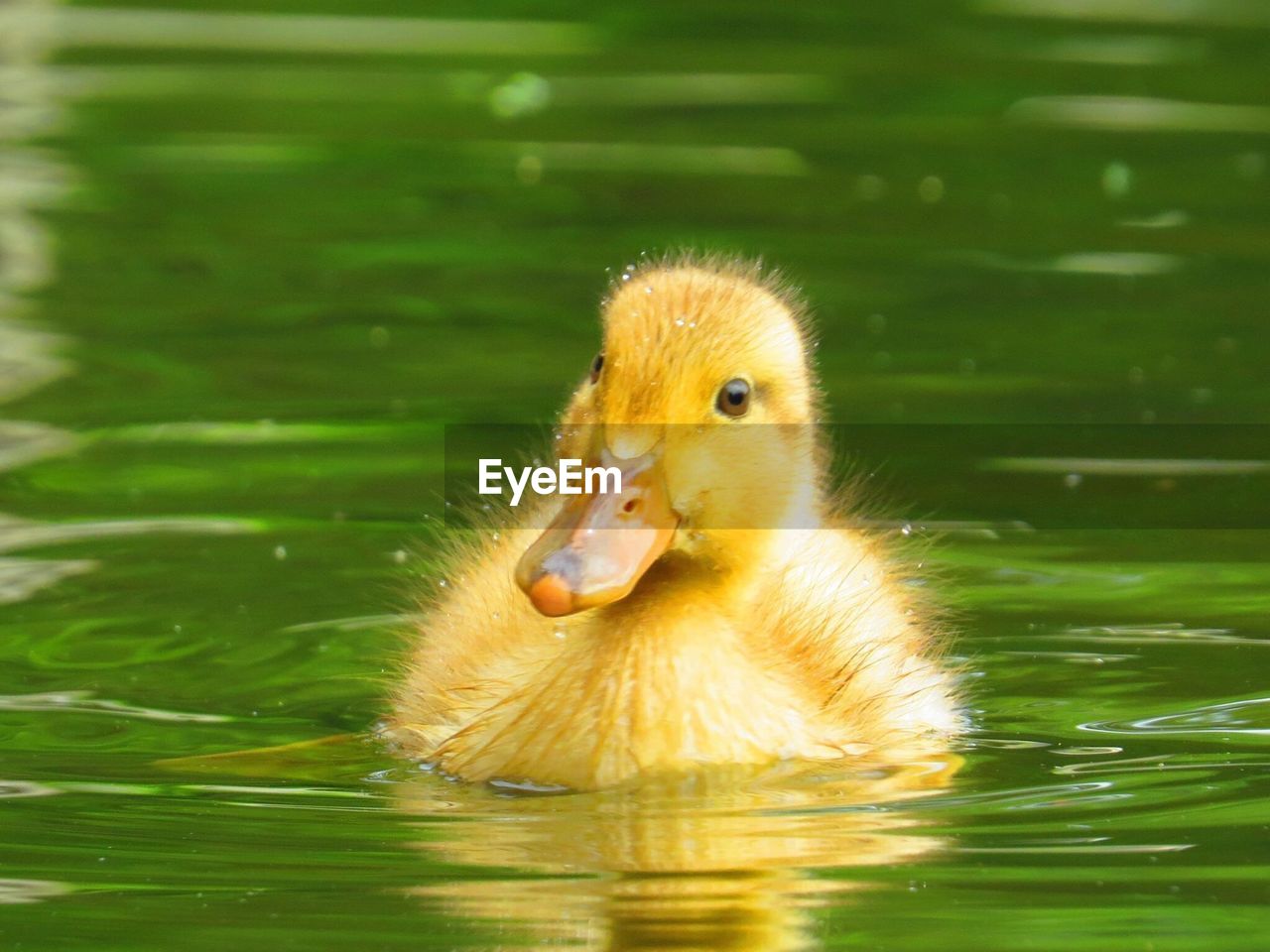 HIGH ANGLE VIEW OF SWIMMING IN LAKE