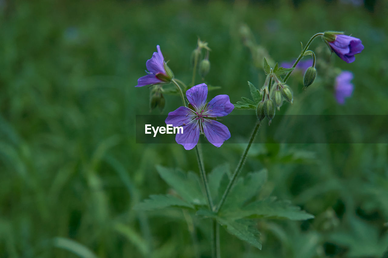 Close-up of purple flowering plant