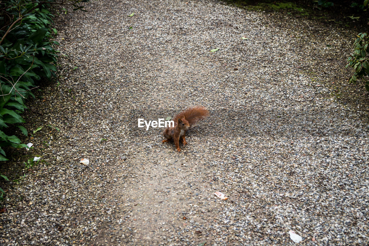 High angle view of red squirrel on footpath