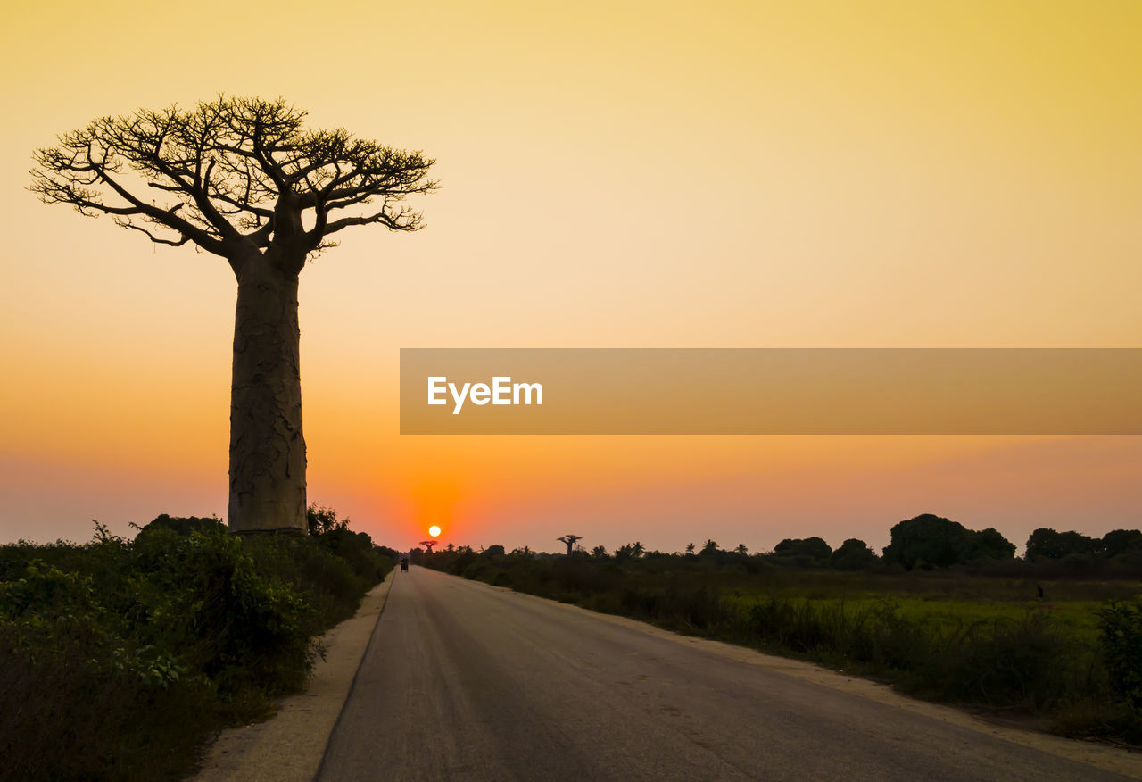 Silhouette trees by road against sky during sunset