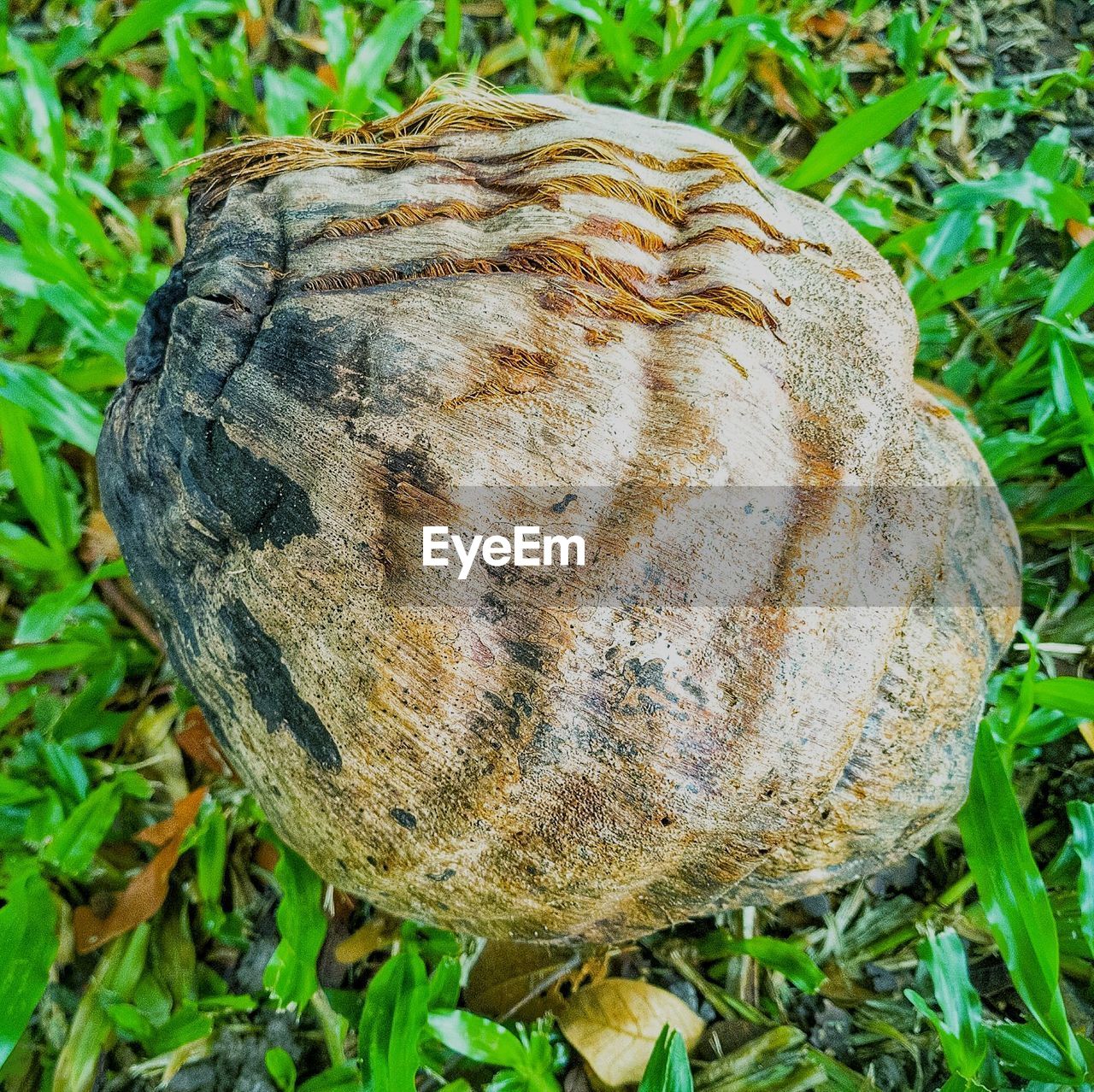 CLOSE-UP OF MUSHROOM GROWING IN FIELD