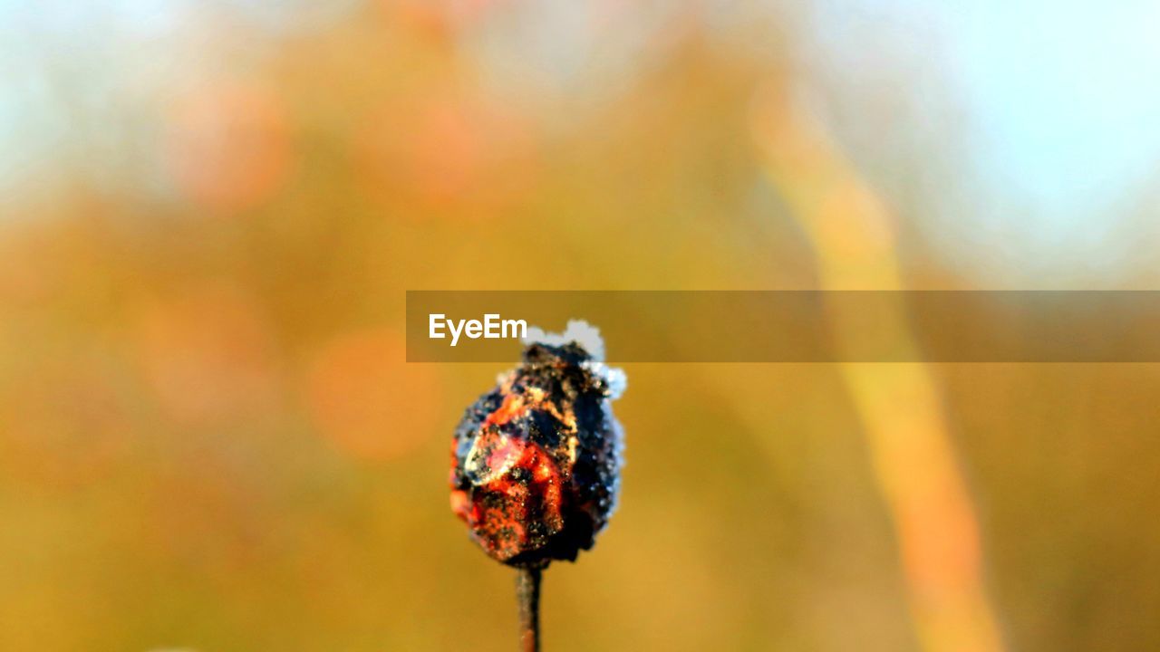 Close-up of butterfly pollinating on flower