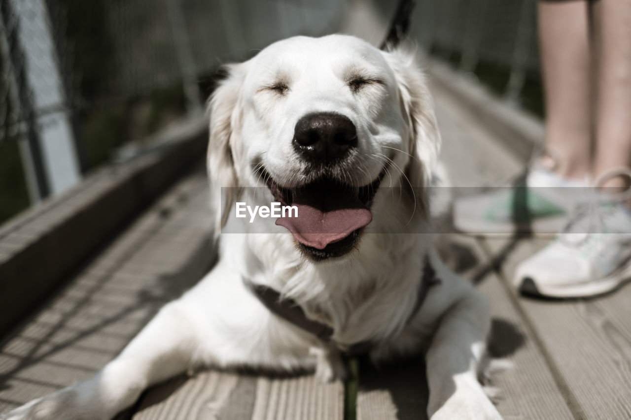 Close-up of dog panting