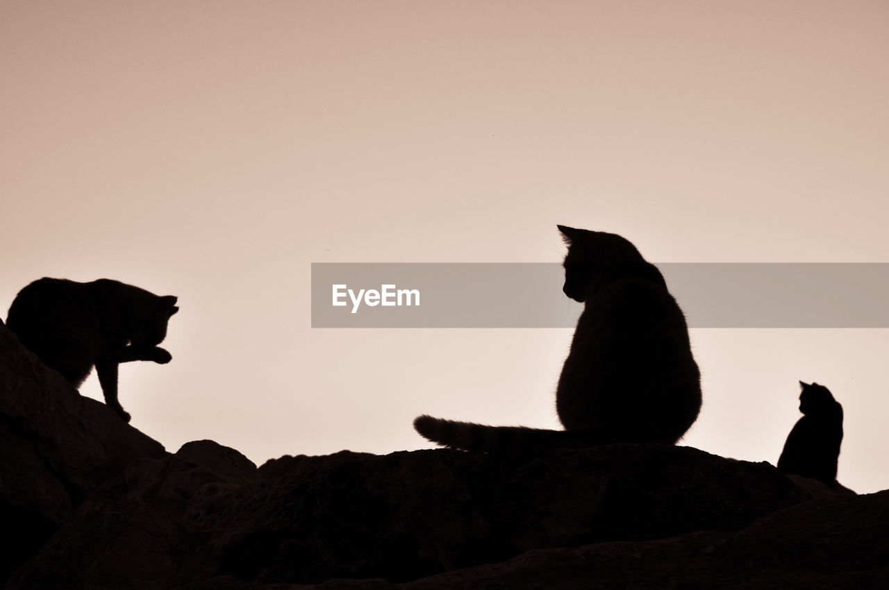 Silhouette of trhee cats sitting on rock against sky