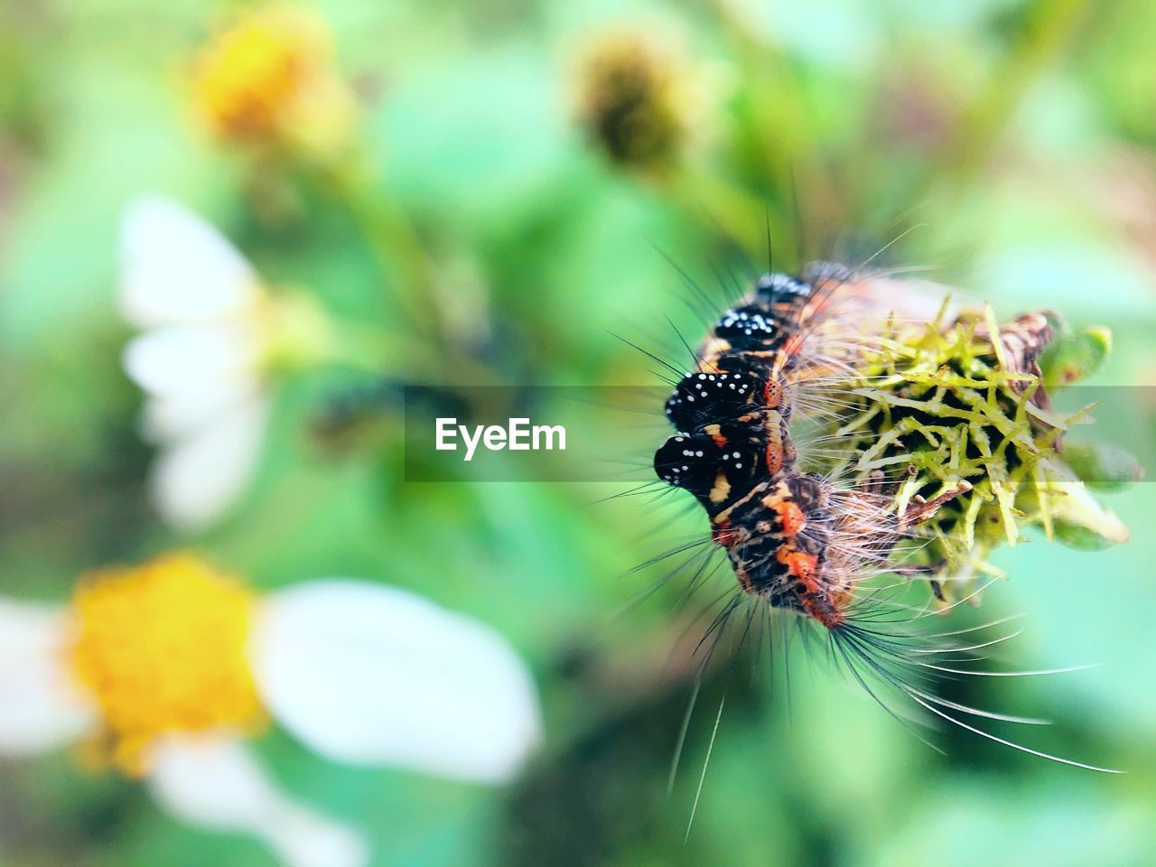 CLOSE-UP OF HOUSEFLY ON FLOWER