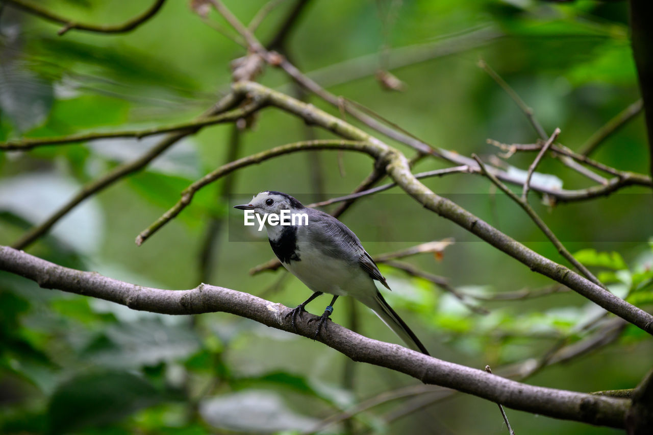 LOW ANGLE VIEW OF A BIRD PERCHING ON TREE