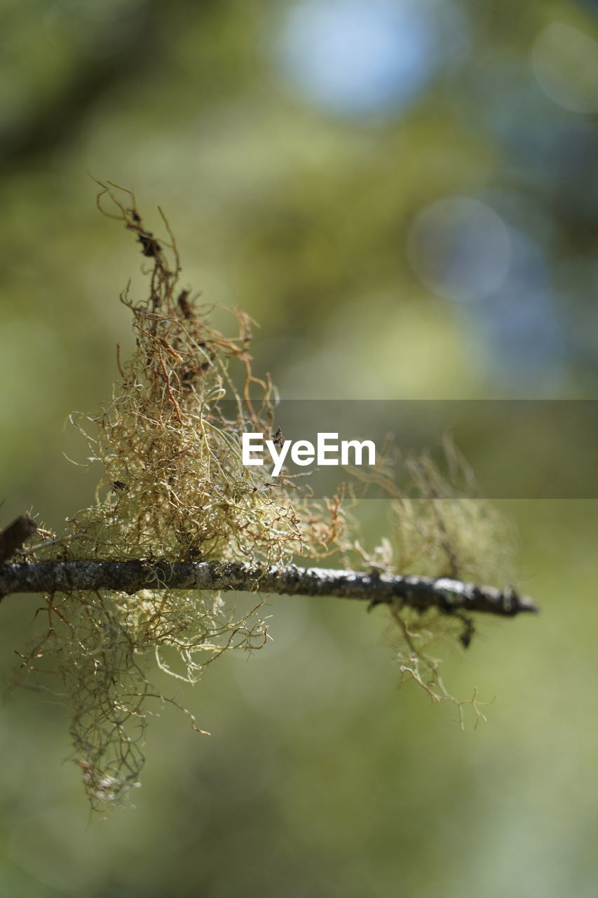 Lichens on wooden stick - sign of clean air quality 