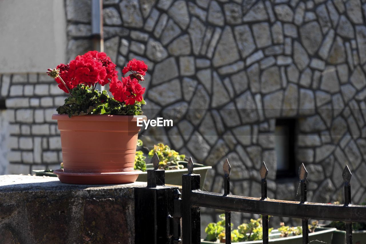 CLOSE-UP OF RED FLOWER POT AGAINST POTTED PLANTS