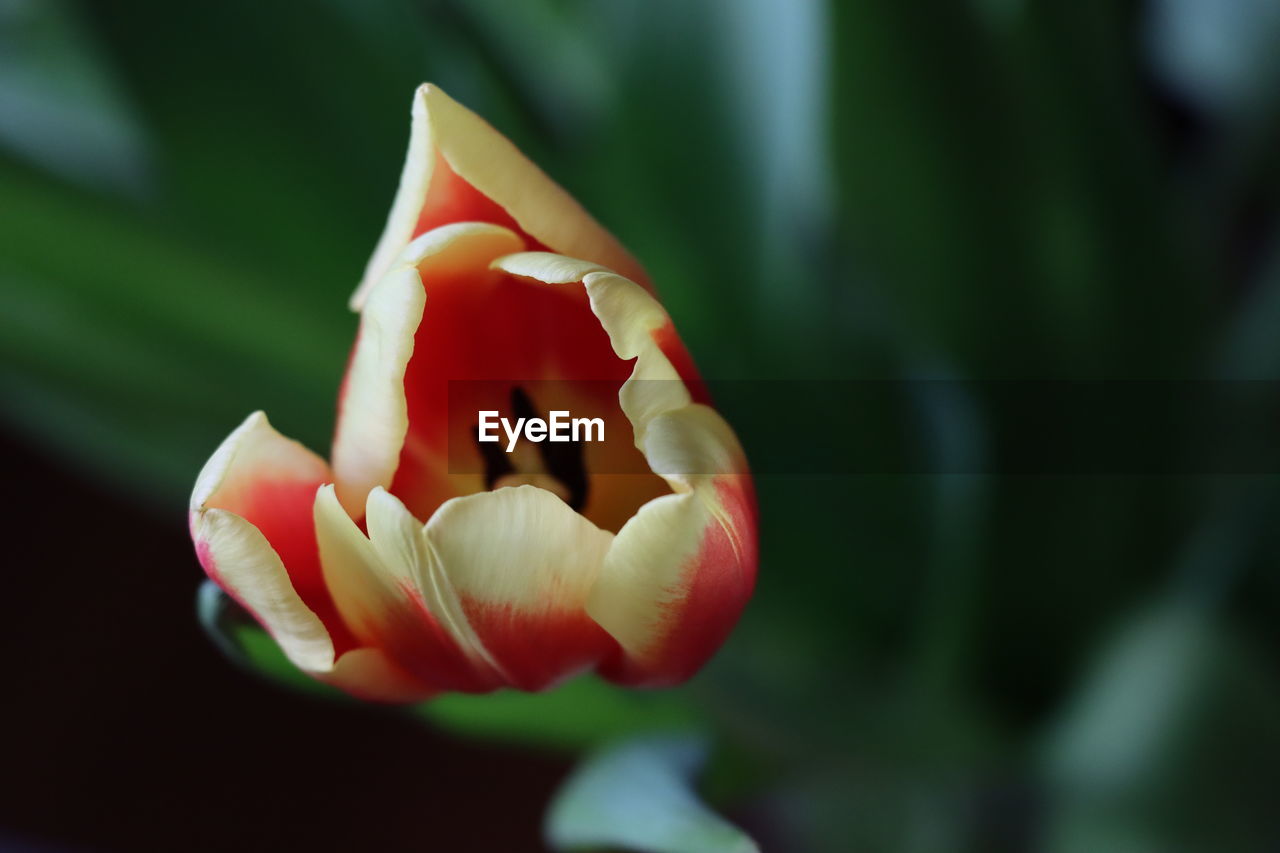 flower, plant, flowering plant, close-up, beauty in nature, freshness, petal, fragility, growth, nature, inflorescence, macro photography, flower head, focus on foreground, tulip, no people, plant stem, leaf, red, outdoors, plant part, day, selective focus, yellow, botany