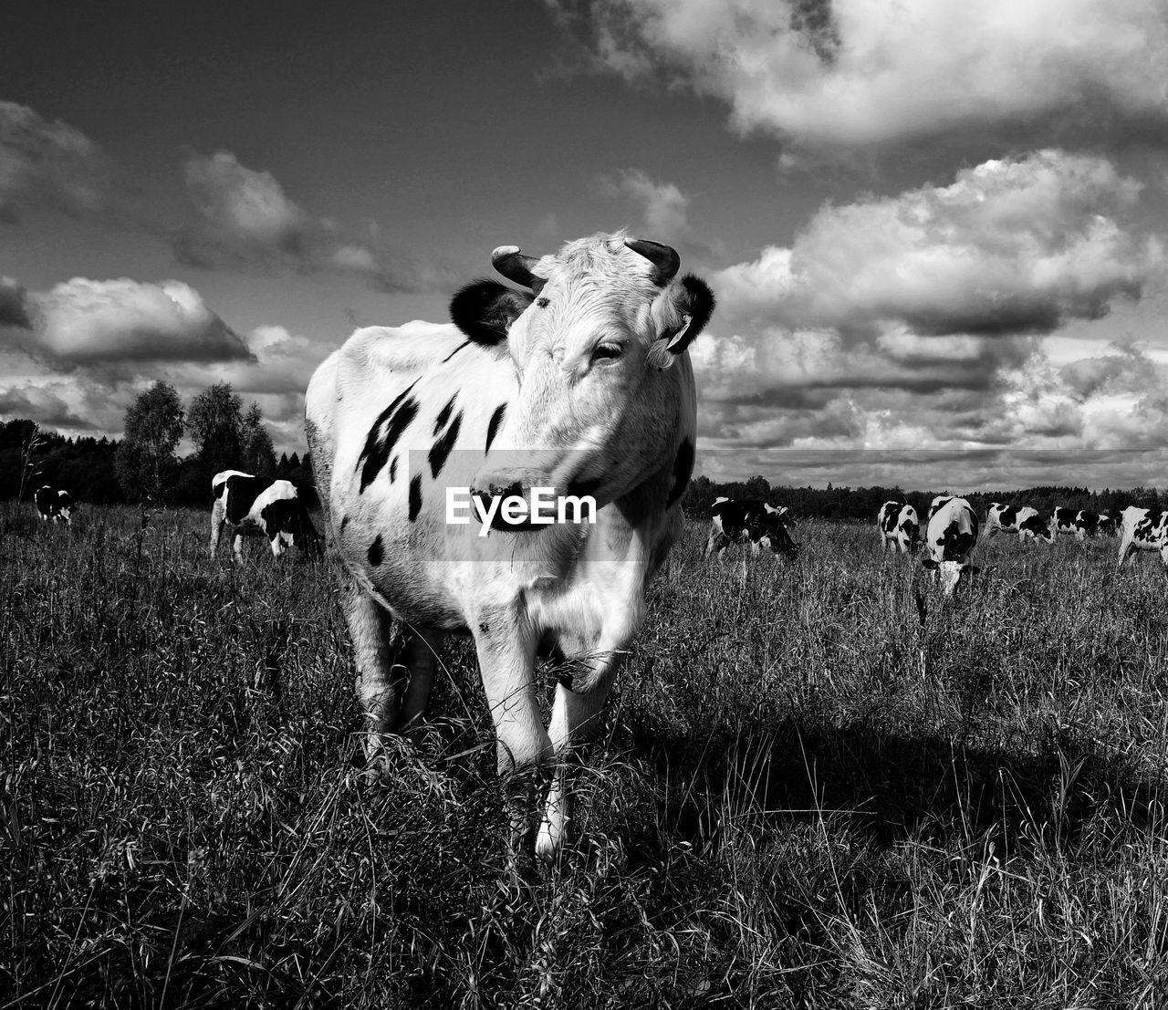 COW STANDING IN FIELD