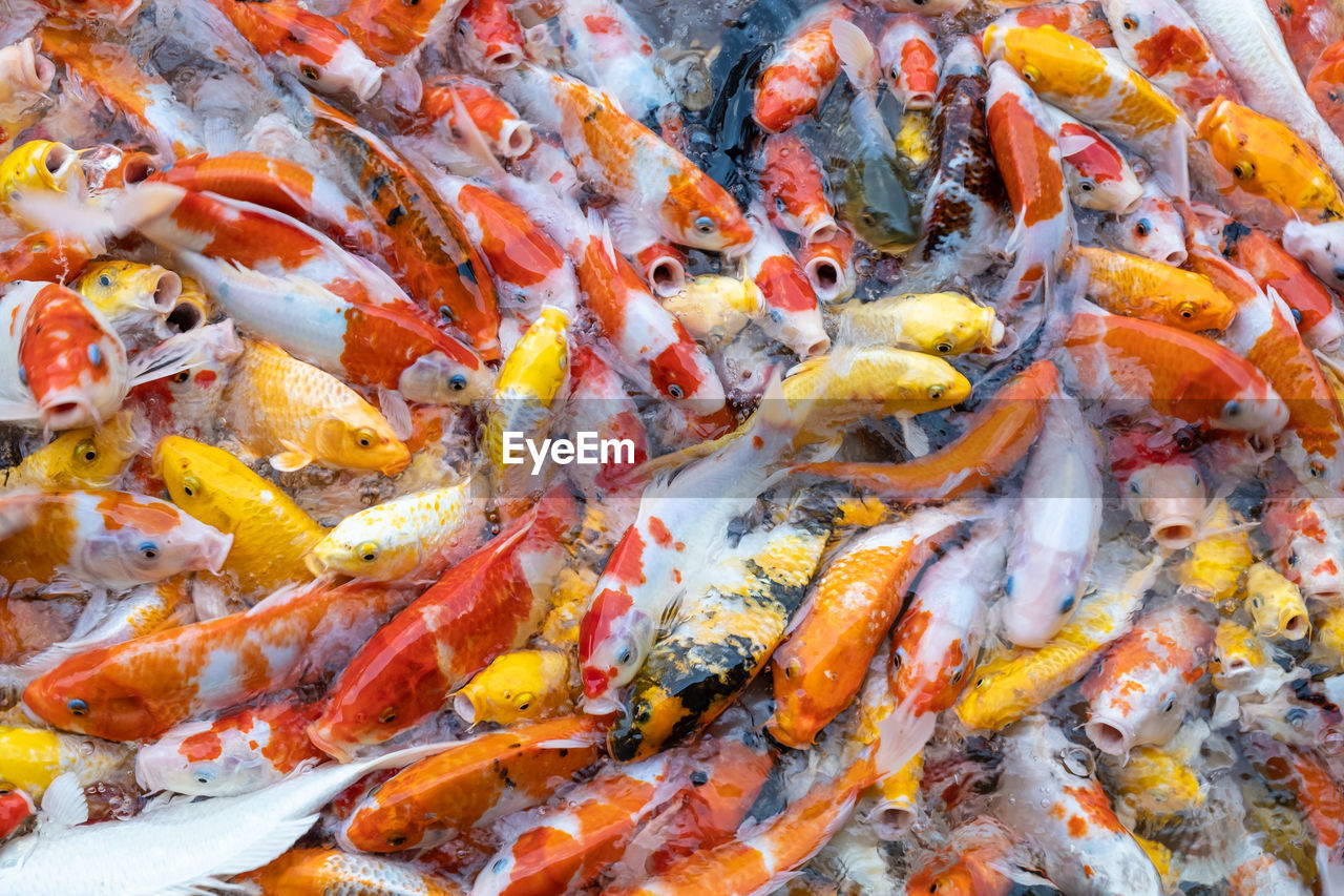 HIGH ANGLE VIEW OF FISH IN SEA